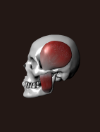 顎関節を3Dモデルを通して確認することができるデジタル教材